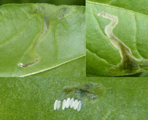 Pegomya sp.